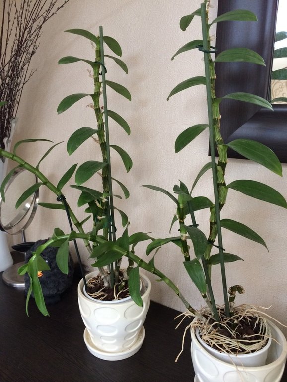 горе-садовод, помогите спасти зеленюху!