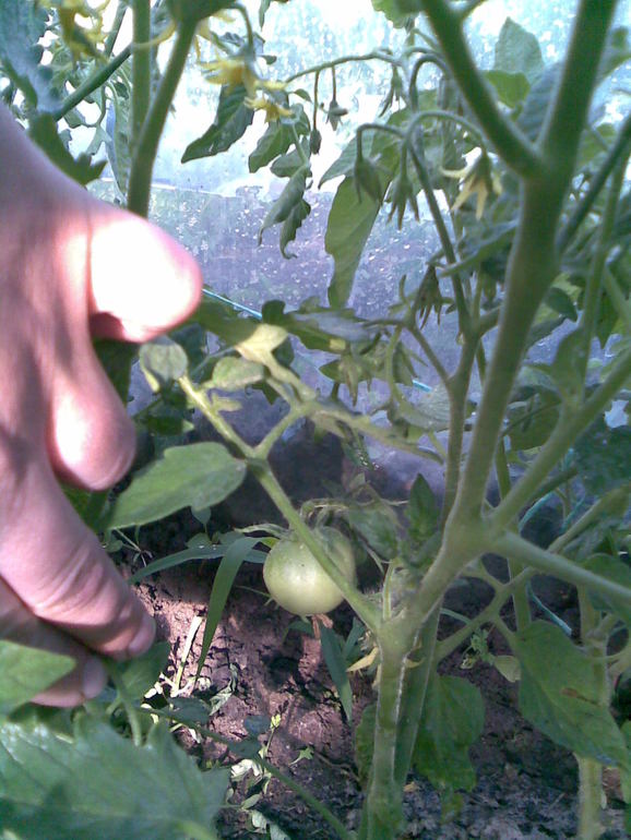 А вот и моя теплица