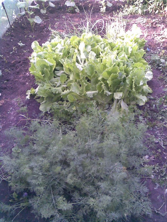 А вот и моя теплица