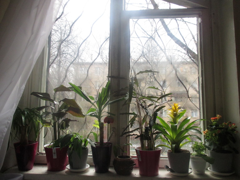 хочу поделится ,мои любимки