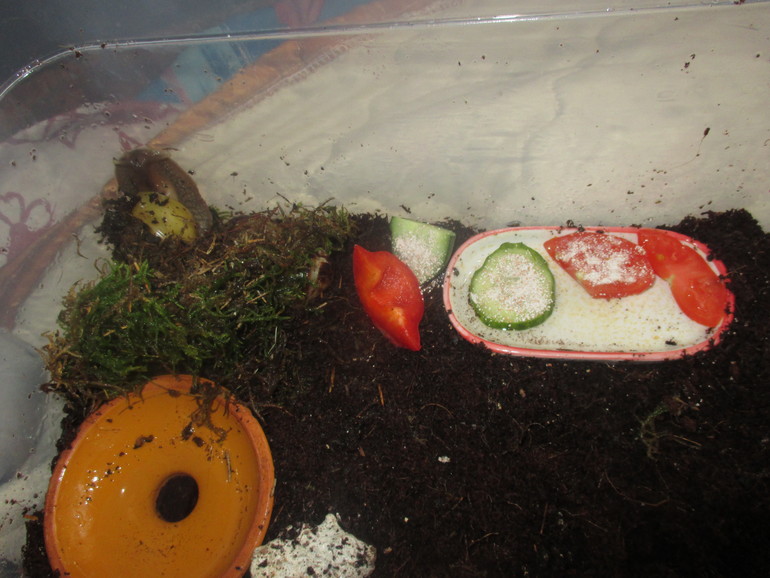 хочу поделится ,мои любимки