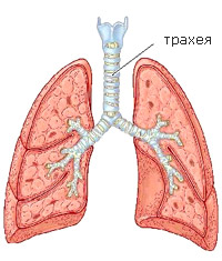 Очень нужен совет!!! Пожалуйста!!! Кто что-то знает о применении 