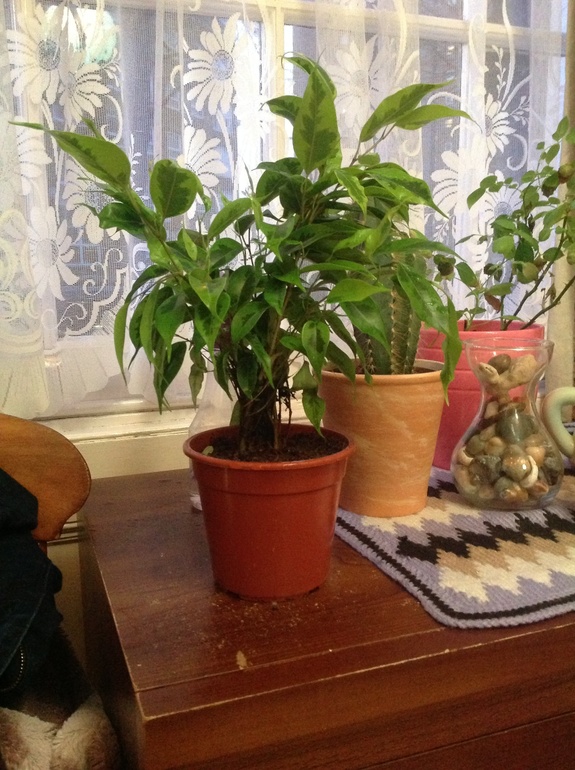 Теперь я обладательница фикуса