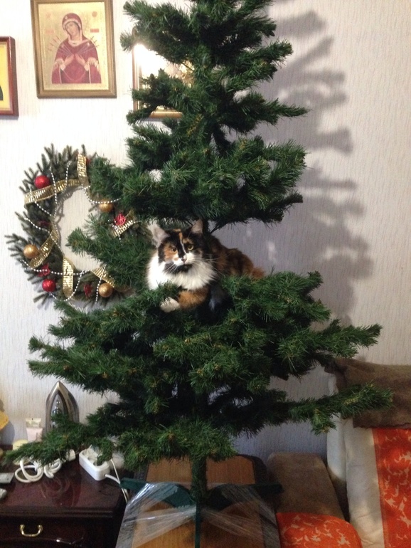 И вот она нарядная на праздник к нам пришла!