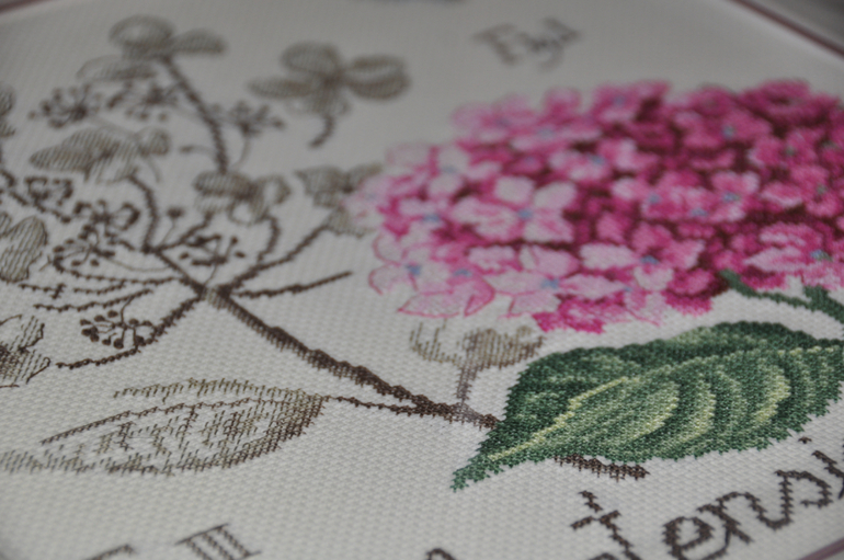 Гортензия - ботаника от DFEA.