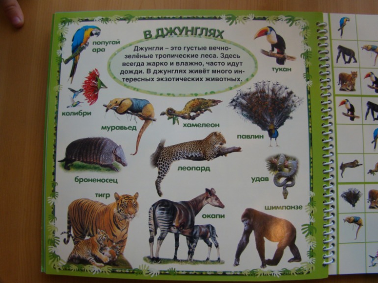 САФАРИ СУДОКУ ДЛЯ ДЕТЕЙ.