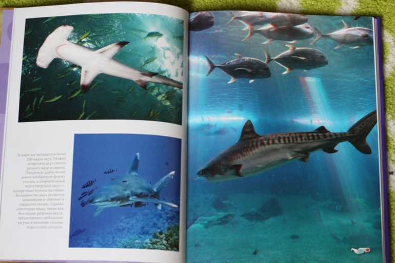 3D книга. Рыбы