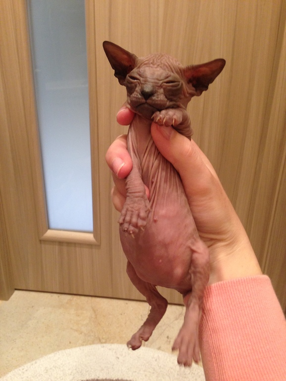 Донской сфинкс,Лоли