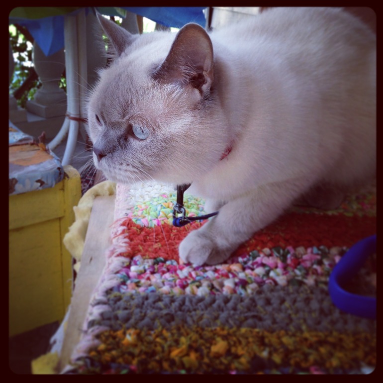 Дачники мои)