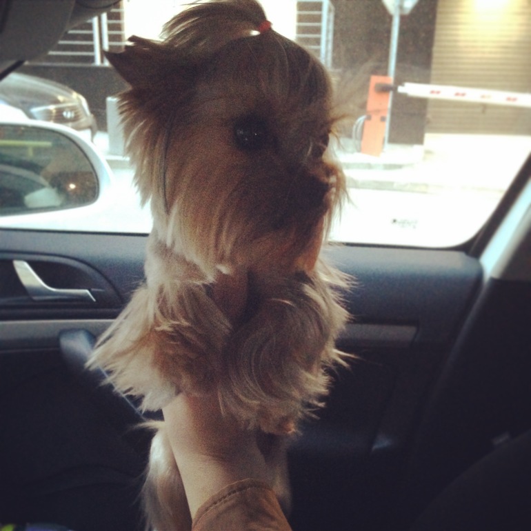 Дачники мои)