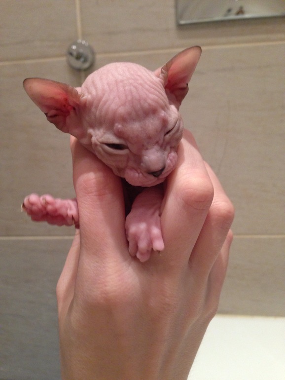 Наш новый член семьи -Мотя))