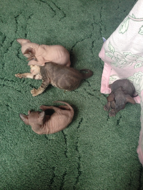 Покажу малышей!