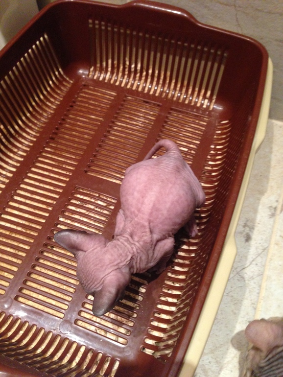 Донской сфинкс,Лоли