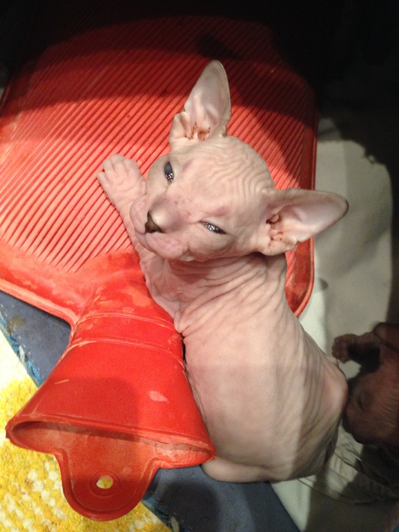 Наш новый член семьи -Мотя))