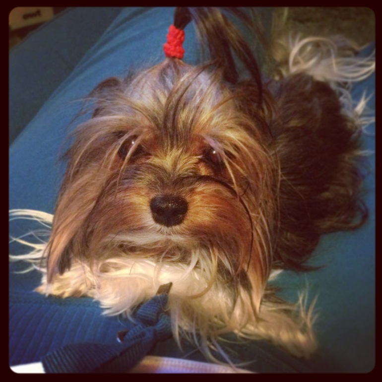 Дачники мои)