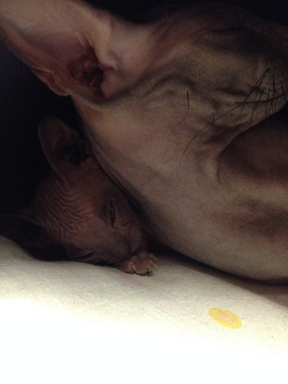 Донской сфинкс,Лоли