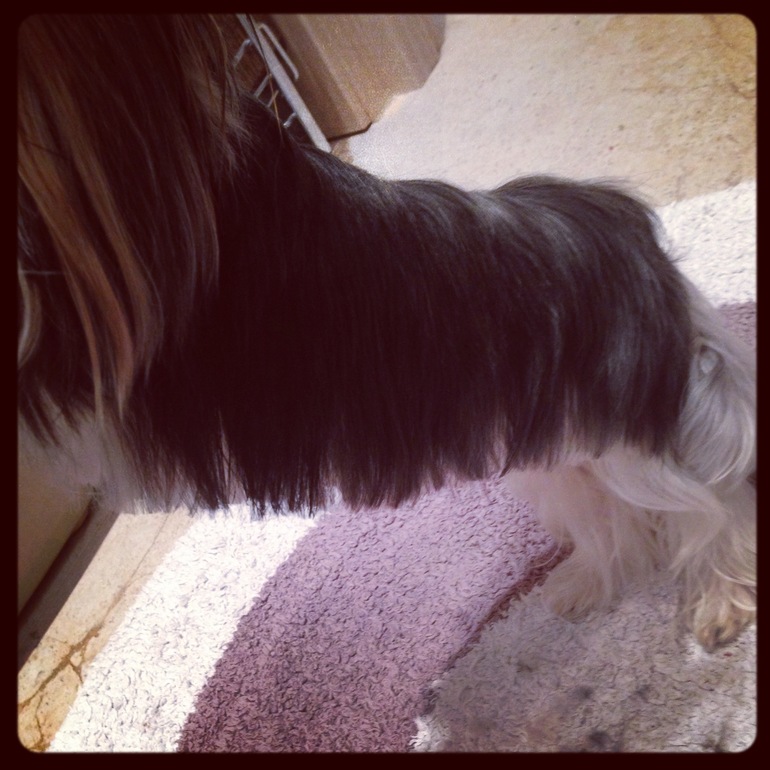 Дачники мои)