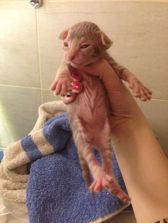 Донской сфинкс,Кекс