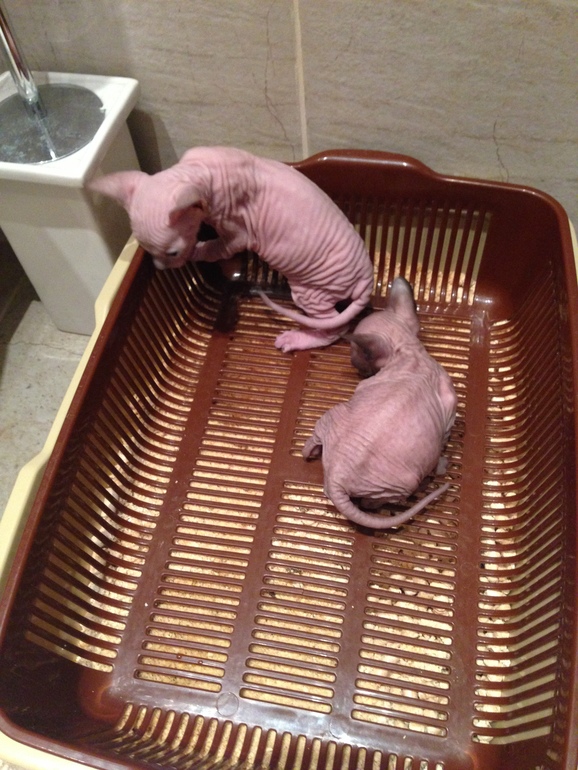 Донской сфинкс,Лоли