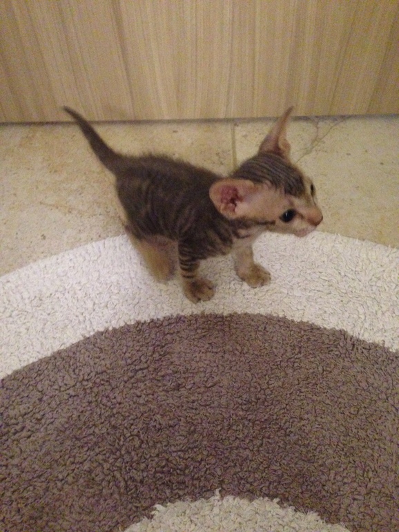 Донской сфинкс,Кекс