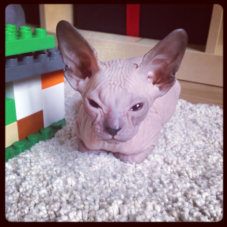 Мои маленькие эльфы)))