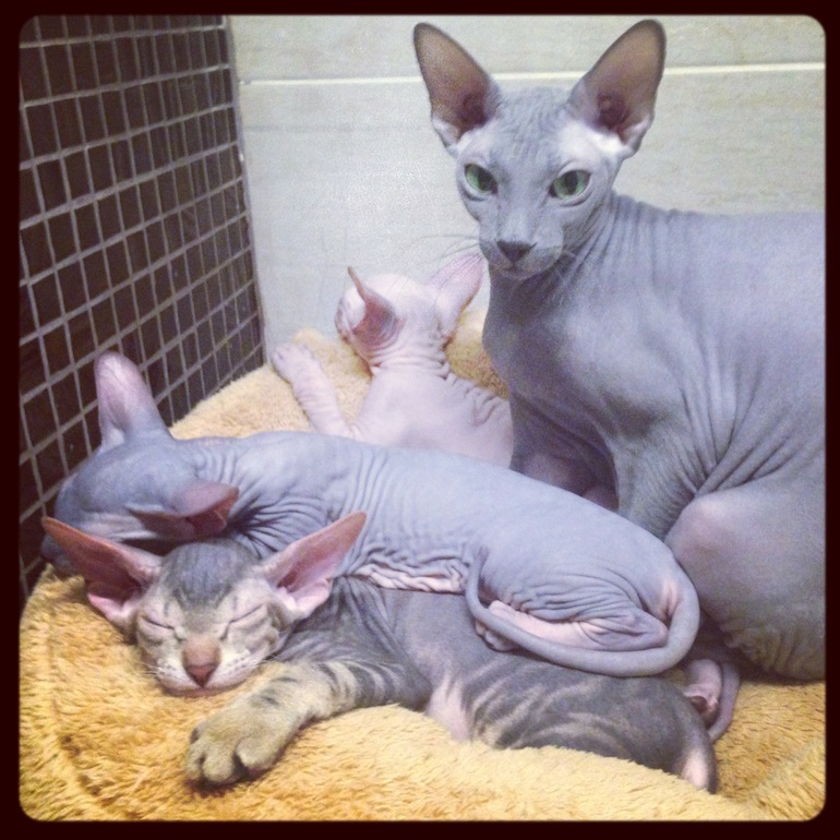 Мои котятки!!)