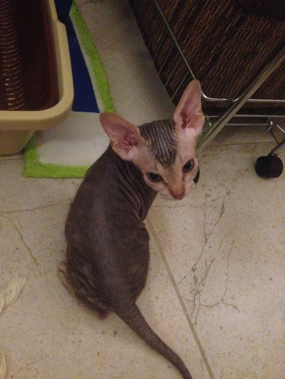 Мои маленькие эльфы)))