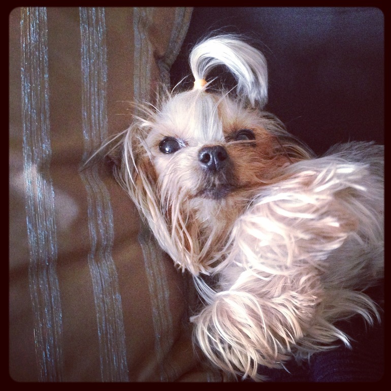 Мои зверята)))