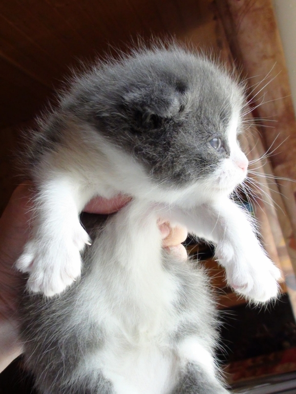 Анонс котят ;)