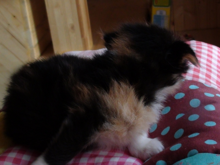 Анонс котят ;)