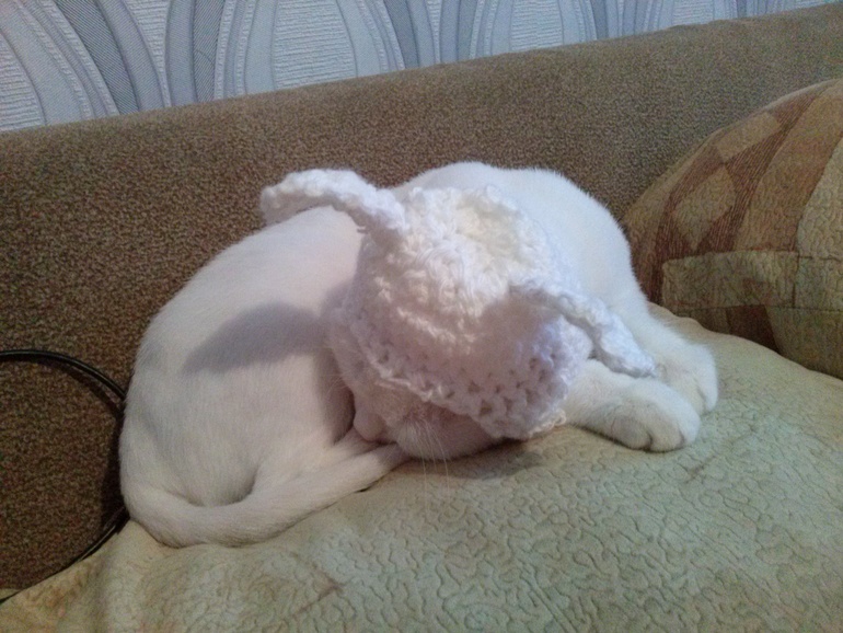 чтобы кошка-Буся не замерзла в такую погоду....