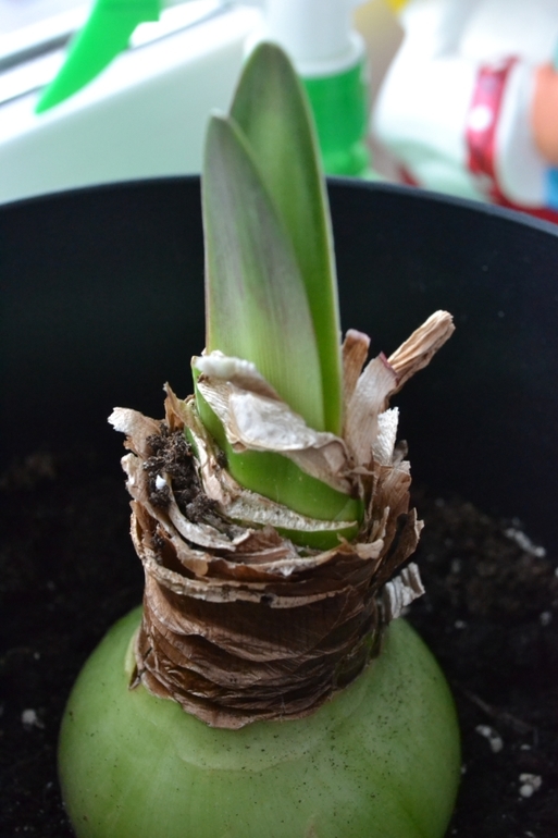 Гиппеаструм - подозрительные листья