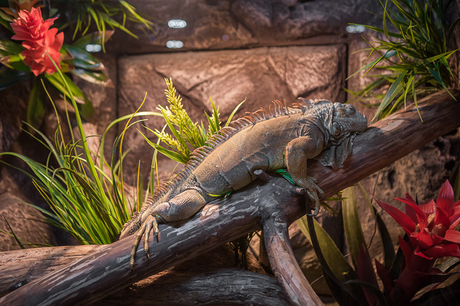 Были в Московском зоопарке. Не ахти...