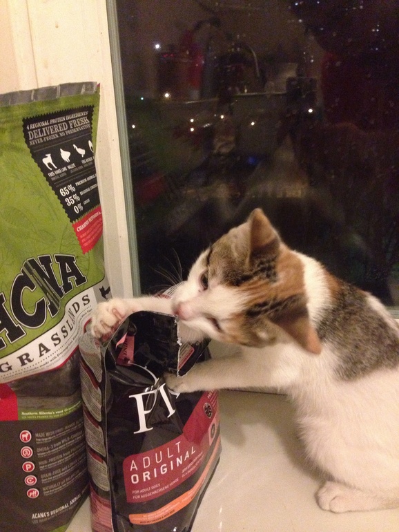 Знкомьтесь! Моя кошачья радость!