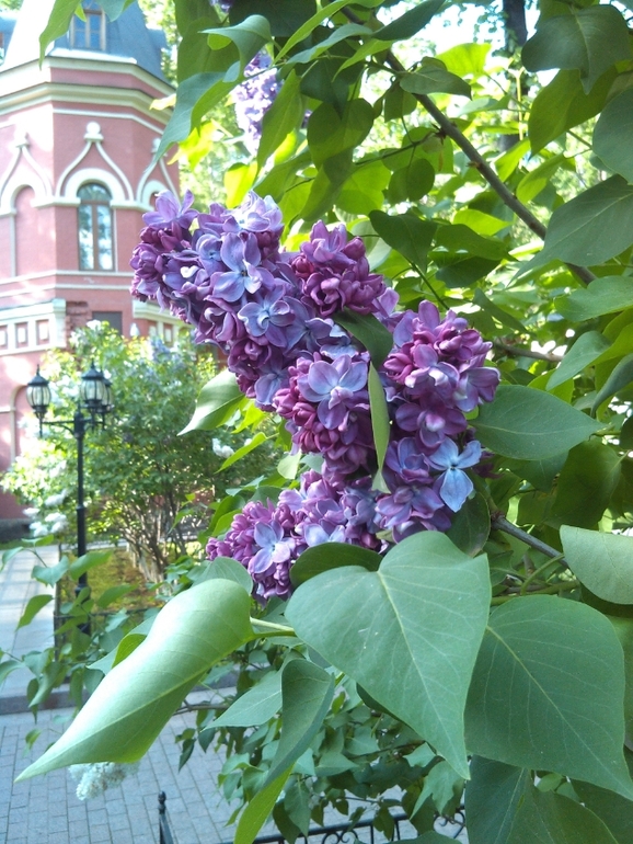 Съездила к Матронушке!