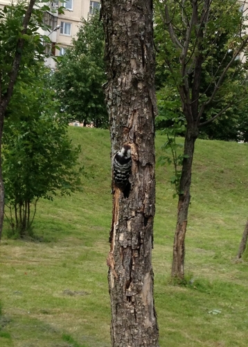 Птички-птички =)