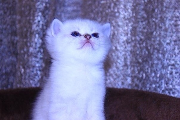 Продажа котят