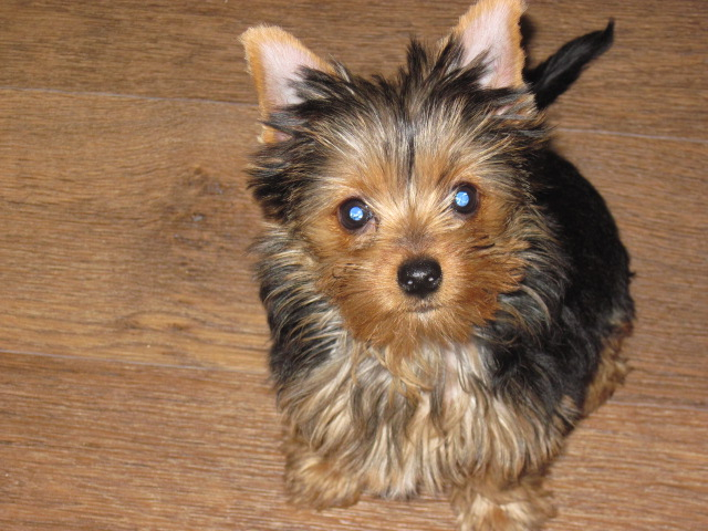 Как мы уговорили нашего папу завести щенка!