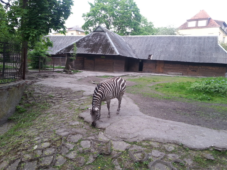 Прогулка по зоопарку)))