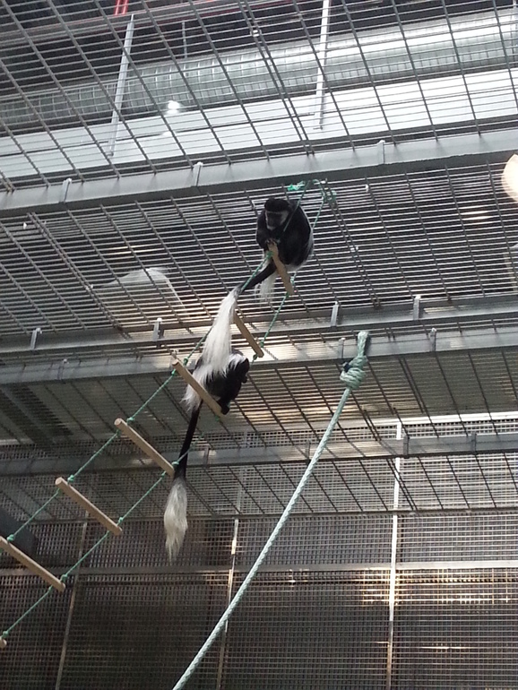 Прогулка по зоопарку)))