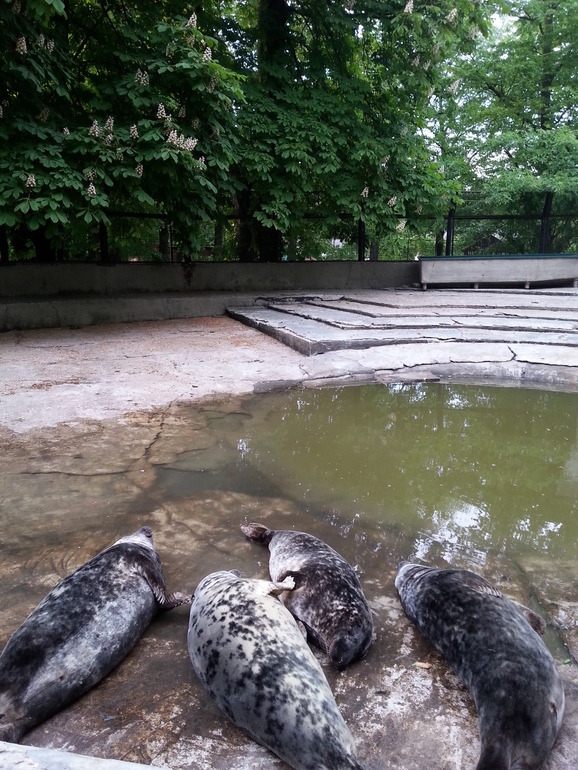 Прогулка по зоопарку)))