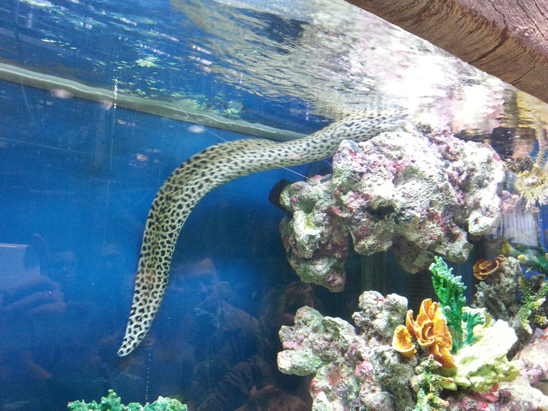 Прогулка по зоопарку)))