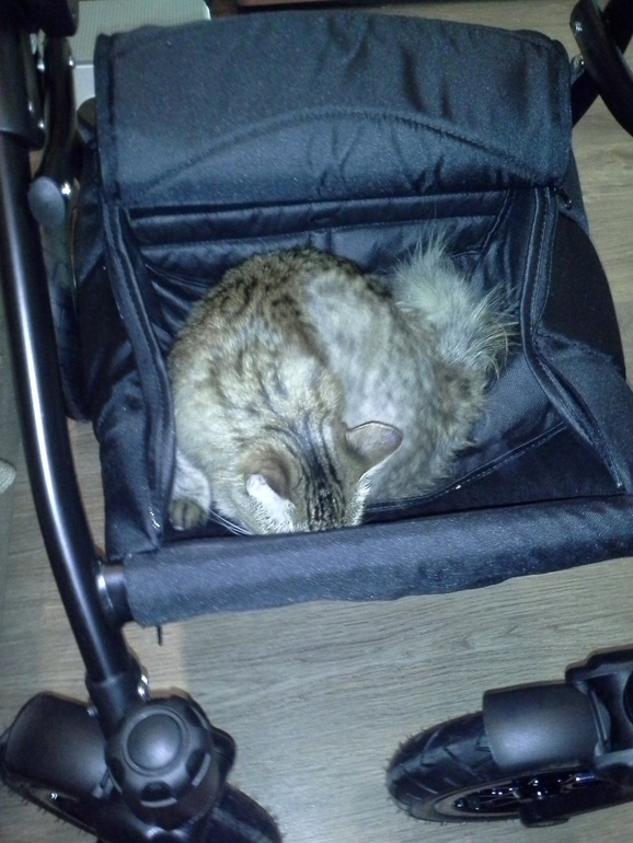 Adamex Jogger alu 2014 под микроскопом в ожидании тест-драйва