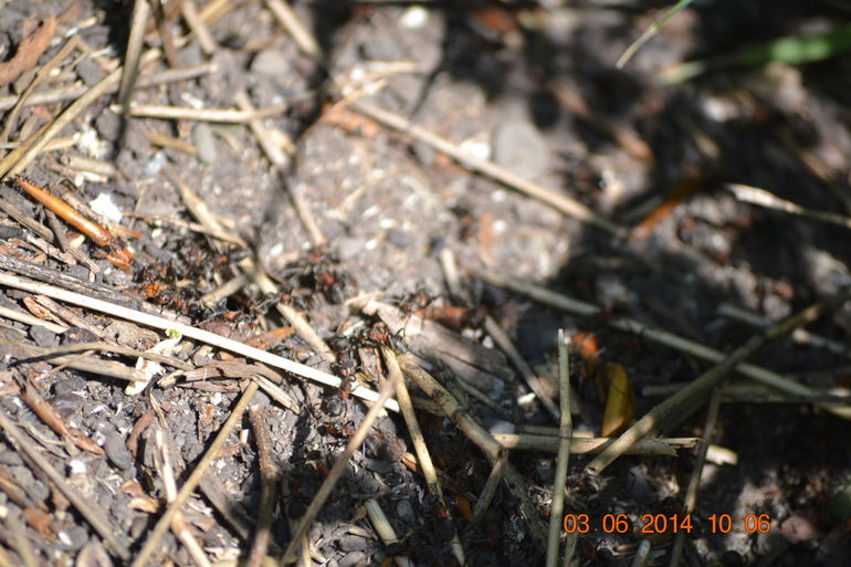 Тематическая неделька ЛЕТО. День третий. Фотоохота на насекомых.