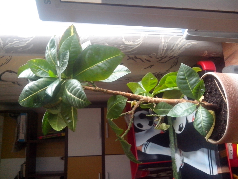 Не любят меня фикусы....