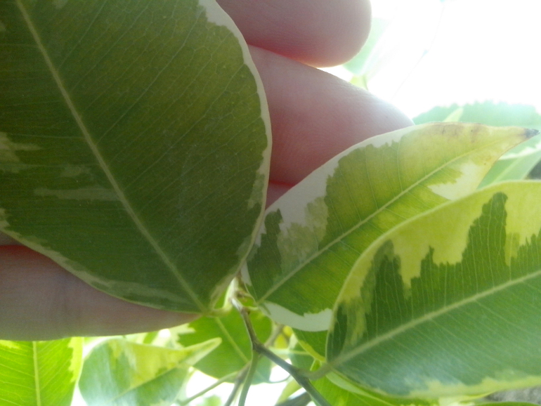 Не любят меня фикусы....