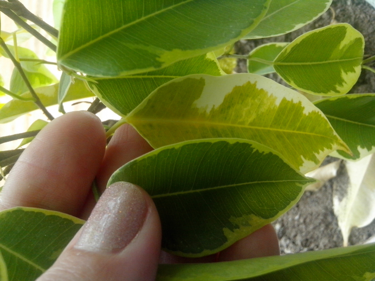 Не любят меня фикусы....