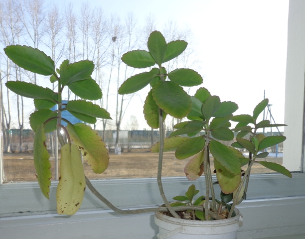 Что это за цветочки?