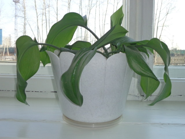 Что это за цветочки?