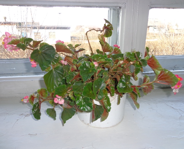 Что это за цветочки?